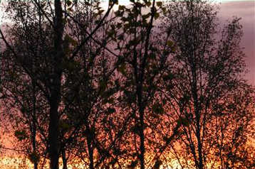 Silhouettes of birch trees against a Fairbanks sunset. Photo by Denise Carroll.