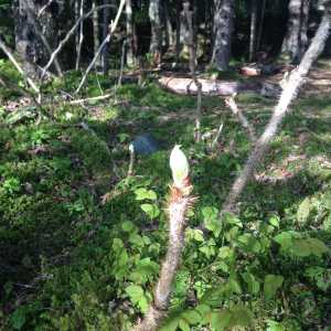 Devils club shoots, ready to be harvested. Photo by Corinne Conlon.