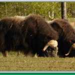 Two Fairbanks musk oxen feed on new spring grass.