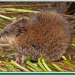 A furry muskrat in the pond at Cramer's Field in Fairbanks.