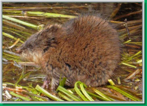 A furry muskrat in the pond at Cramer's Field in Fairbanks.