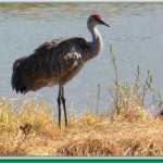 Sandhill cranes find refuge in Cramer's Field on their way into the far north of Alaska.