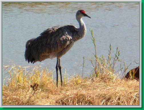 Sandhill cranes find refuge in Cramer's Field on their way into the far north of Alaska.