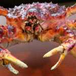 A football that was presented to Alaska Gov. Bill Walker from Seattle Seahawks linebacker Bobby Wagner during an event for youth at Covenant House in Anchorage. During roughly his first year and a half in office, Walker has receives gifts ranging from alcohol to sea otter mittens to a framed photo from the King of Norway, presented by King Harald V himself.