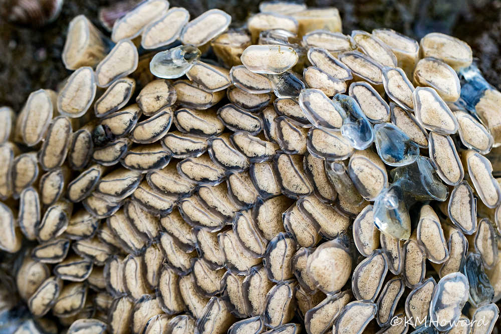 Whelk eggs on a recent low tide at Indian Cove.