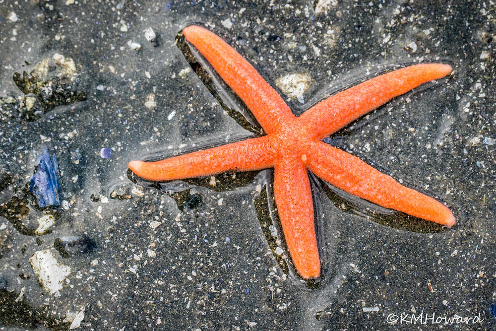 A brightly colored blood star on the sand at the recent -4.7 low tide.