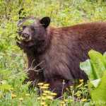 A cinnamon-colored bear eating grass near Auke Rec.