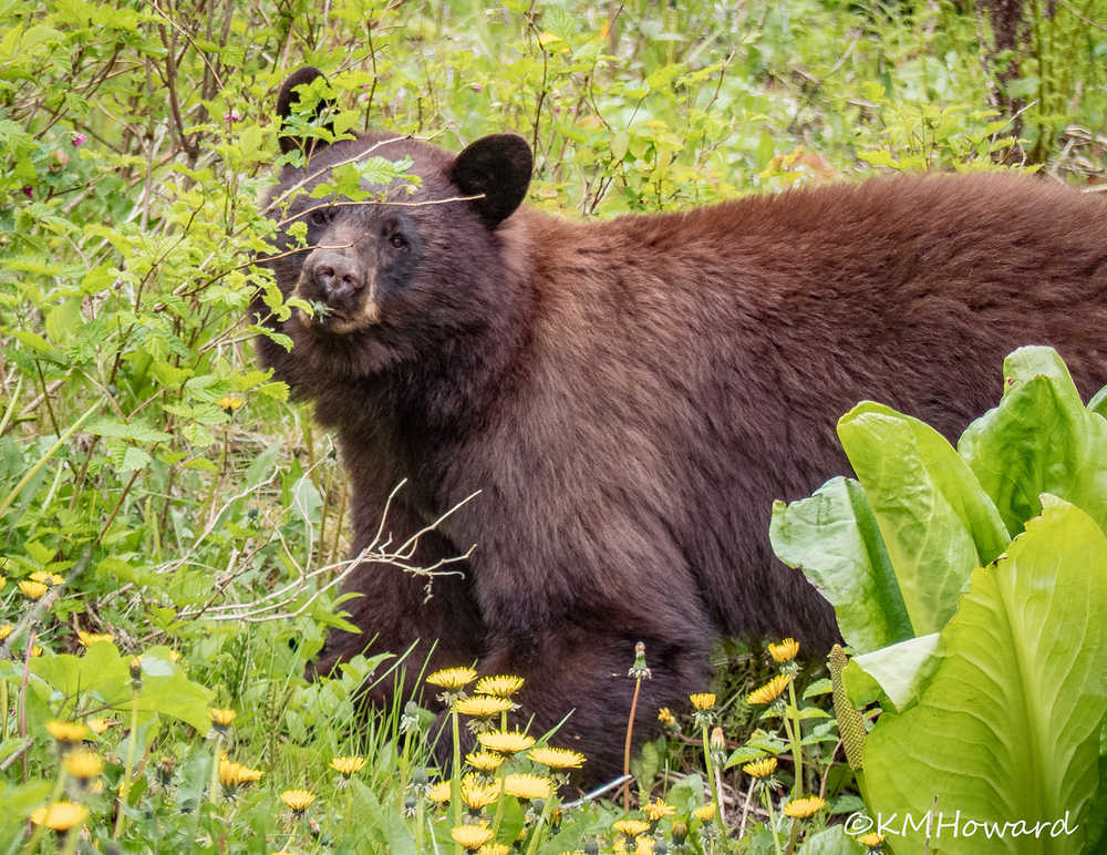 A cinnamon-colored bear eating grass near Auke Rec.