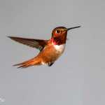 Rufous Hummingbird at a feeder.