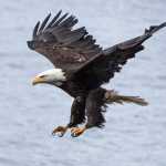 Bald eagle at a beach out the road.