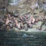 Benjamin Island sea lion haul out.