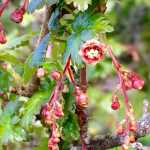 Flowers at Outer Point. Photo by Margaret Herron.