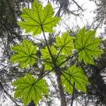 Looking up to devil's club at Lena Point. Photo by Kenneth Gill, aka Gillfoto.
