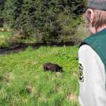 U.S. Forest Service park ranger Donald MacDougall 59, stands on the Steep Creek Meadow platform looking down at an adolescent male bear, estimated to be about 2 years old, on Tuesday afternoon. Macdovgall said bears are going to be a lot more common now that it's getting warmer and plants are blooming.