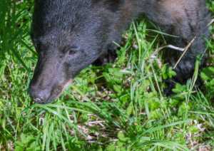 A two-year-old black bear walks near the Steep Creek Meadow platform on Tuesday afternoon.