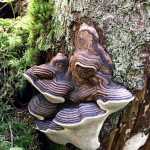 Bear bread at Outer Point Trail. Photo by Margaret Herron of Tundratea Photography.