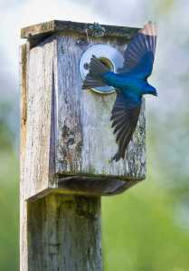 A tree swallow flies from a nesting box after feeding chicks at the Juneau Community Garden on Friday.