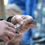 Gwen Baluss, a wildlife technician for the National Forest Service, bands a White-crowned Sparrow at the Juneau Community Garden Saturday morning. Band birds enables researches to track their migratory patterns among other things.