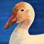 German exchange student Rosa Annina Hagedorn, an eleventh grader at TMHS, recently won "Best of Show" in Alaska at the Jr. Duck Stamp Competition with this painting.