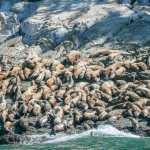 A colony of sea lion basks at Benjamin Island