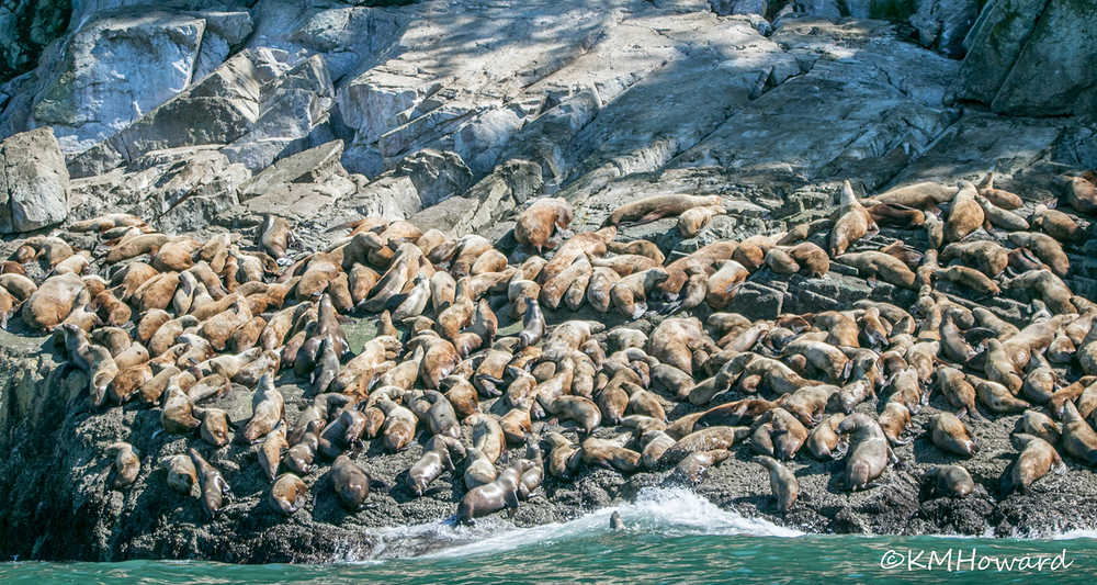 A colony of sea lion basks at Benjamin Island