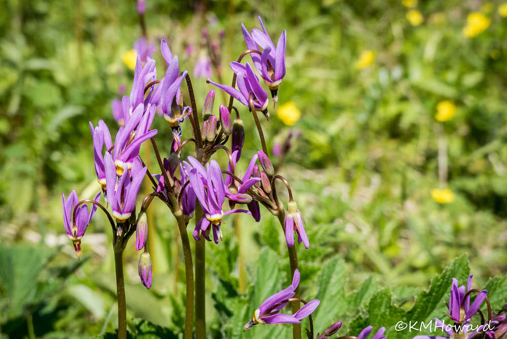 Shooting stars in early bloom at Boy Scout beach trail.