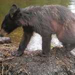 Black bear cub at Dredge Lake.