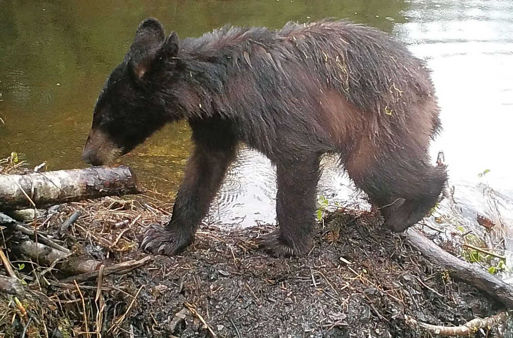 Black bear cub at Dredge Lake.