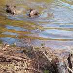 Two black bear cubs swim in Dredge Lake.