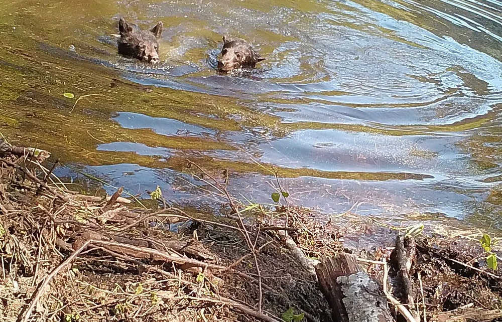 Two black bear cubs swim in Dredge Lake.