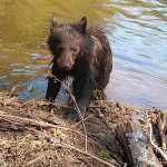Black bear cub climbs out of Dredge Lake after a swim.