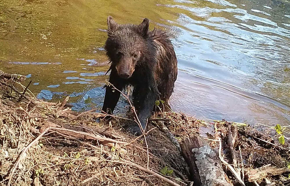 Black bear cub climbs out of Dredge Lake after a swim.