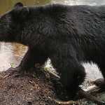 Mama black bear at Dredge Lake.