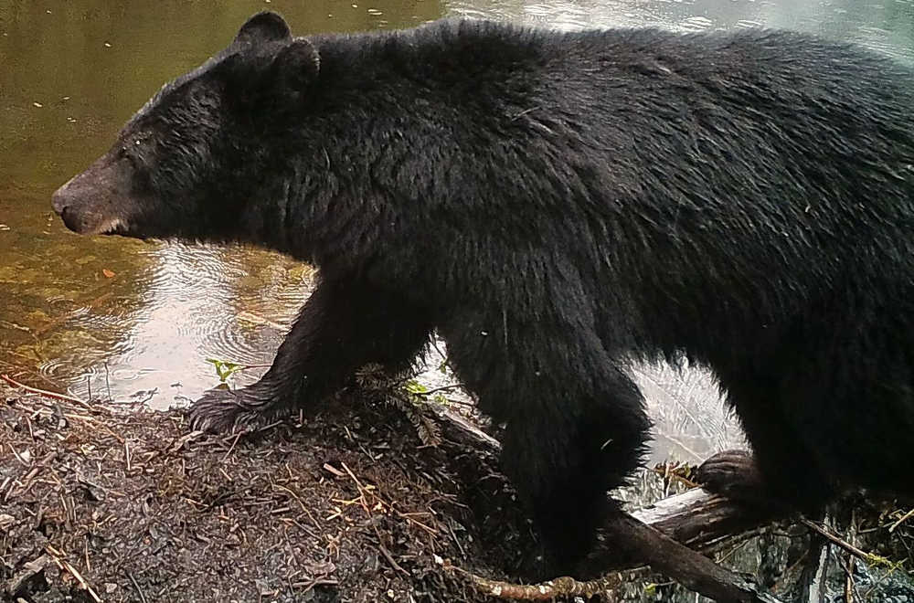 Mama black bear at Dredge Lake.