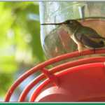 Rufous hummingbird on the Arboretum feeder.
