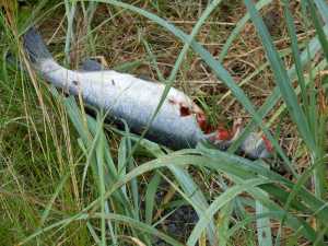 Off the Beaten Path: The brown bear and silver salmon