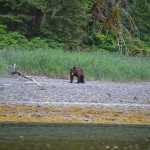 The brown bear near the salmonberry patch.