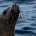 Curious sea lion trying to see if the photographer has fish for him on board the boat.