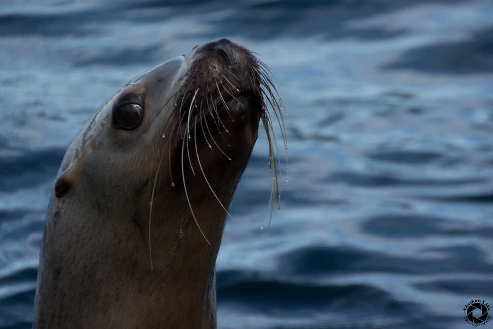 Curious sea lion trying to see if the photographer has fish for him on board the boat.