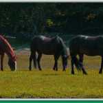Echo Ranch horses graze in the afternoon sunshine.