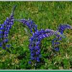 Lupine blowing in the breeze at Cowee Creek meadow.
