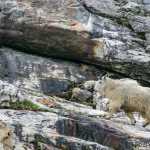 A mountain goat steps surely on the rocky slopes of Tracy Arm.