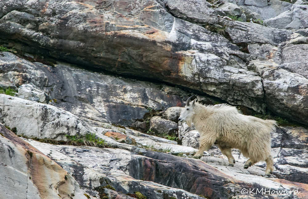 A mountain goat steps surely on the rocky slopes of Tracy Arm.