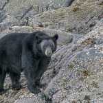 A black bear pauses in between digging for mussels at Tracy Arm.