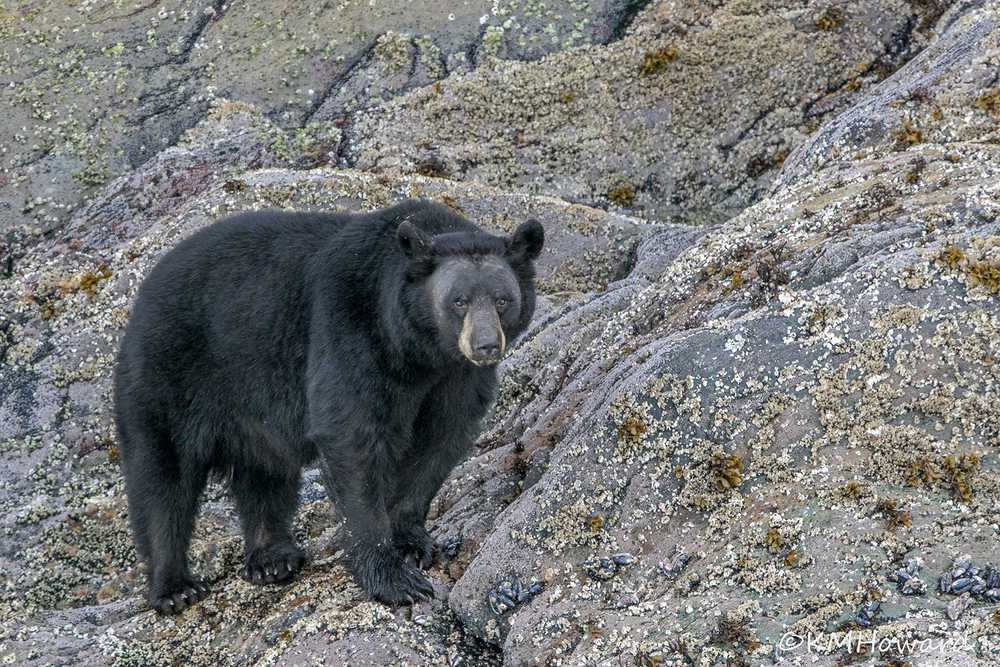 A black bear pauses in between digging for mussels at Tracy Arm.
