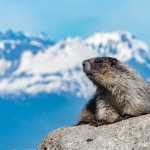 A hoary marmot enjoys a sunny day near Echo Cove.
