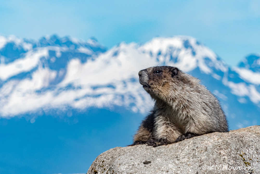 A hoary marmot enjoys a sunny day near Echo Cove.