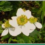 Narcissus-flowered anemone on the trail to Gold Ridge.