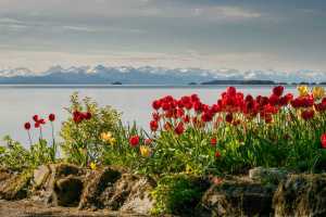 The sun shines on tulips at the Shrine of St. Therese on a recent afternoon.