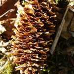 The beauty of a pinecone. Photo by Suzanna Lessard.